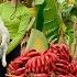 Harvesting Red Fruits In My Farm Papayas Bananas Durians Coconuts To Sell At The Market