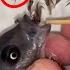 Kadango Cichlid Fish Giving Birth Fish Fishingvideo