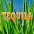 Tequila