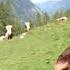 Piffalm Martina Mühlbauer Herder And Dairywoman On The Alpine Pastures