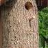 Homemade Bird Houses From A Natural Log DIY Nesting Bird Box