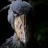 Terrifying Bird Sounds Scariest Bird Calls In The World TerrifyingBirds ScarySounds Nature