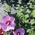 HIBISCUS Rose Of Sharon Hibiscus Syriacus Cold Hardy Perennial In My Garden