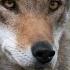 Resilience Story Of The American Red Wolf