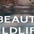 Animals Slow Motion Film Beautiful Wildlife Video In Jungle