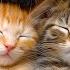 Best Lullaby Music For Cats 12 Hours Of Music That Cats Like Cats Love Music Sleepy Cat