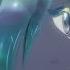 D I A M N D S AMV The Birthday Massacre Land Of The Lustrous