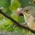 Садовая овсянка Emberiza Hortulana