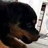 Rottweiler Puppy Barking And Fall Down