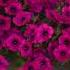 Meet Wave Petunias The Original Spreading Petunia That Started It All