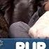 Pup Quiz With Kendall Jenner And James Franco