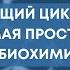 Цикл Кребса самое понятное объяснение