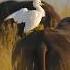 Erget Sitting On A Buffalo Wincentgv50d Bird Nature Wildlife