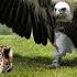 Eagle Vs Leopard Epic Battle The Eagle S Revenge When The Leopard Invades Its Territory