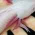 This Is A Morphed Axolotl