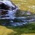 Pygmy Hippo Baby Makes A Splash