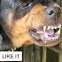 Angry Dog Barking Sound Viral Rottweiler Dogbarkingsound Shorts