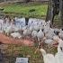 Cleaning Plastic Bags From Walmarts Detention Pond And Handfeeding The Ibis Alligator In Culvert