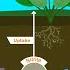 Understanding Our Soil The Nitrogen Cycle Fixers And Fertilizer