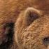 Top 5 Brown Bear Cartridges