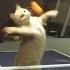 Cats Playing Ping Pong