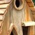 Build Most Amazing Bird House And Bird Feeder