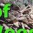 Hen Of The Woods Find Clean Cook Maitake Mushroom Harvesting Wild Hen Of The Woods Mushrooms