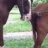 Good Horse Mating In My Farm Happy Farm Part 9