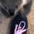 The Moment This Baby Koala Climbs Up And Cuddles Cameraman