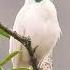 Nature Birds White Bellbird Suara Paling Keras Di Dunia