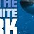 Rise Of The Great White Shark 4K