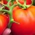 Compact Tomato Plant Growing Red Pride Hybrid Short Determinate Tomatoes