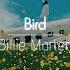 한글번역 Billie Marten Bird