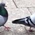 Pigeons What Is Love Full