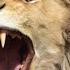 INTENSE Lion Roaring Sounds Scary Lions Roar Sound Effect