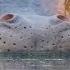 The Beauty Regime Of Hippos Spy In The Wild BBC Earth