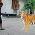 Angry Tiger Roar Funny Shorts Animal Tiger