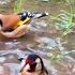 Bird Videos With Sounds That Makes The Goldfinch Sing Everywhere Without Stopping