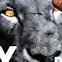 Far Cry Primal RARE BLACK LION LOCATION Fancy Friend Achievement Trophy