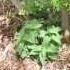 HUGE Lemon Balm Plants In Wood Chips Back To Eden