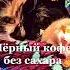 Ты на грусть мою похожа Осень осень осеннеенастроение Cat кошкафеня юмор сентябрь2023