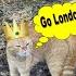 CAT SONG GO LONDON