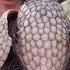 Nine Banded Armadillo Dasypus Novemcinctusis 9 Banded Armadillo In Florida