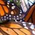 Millions Of Monarch Butterflies Flutter To The Mountains In Mexico Every October