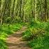 4K Virtual Hike On A Sunny Day With Forest Sounds Licorice Fern Trail Issaquah Area