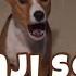 What Does A Basenji Sound Like