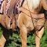 Palomino Quarter Horse Mare For Sale