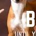 BASENJI ALL TRUTH ABOUT BASENJI DOG BREED WHY YOU CAN NOT START DASENJI