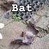 Cat Vs Bat