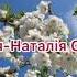 Черешня Наталія Савченко наталіясавченко українськіпісні НАТАЛІЯСАВЧЕНКОЧЕРЕШНЯ